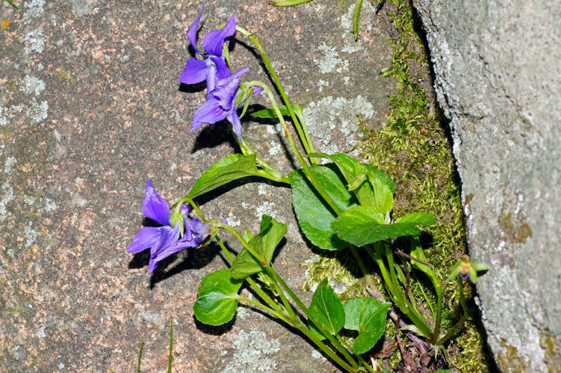 Viola reichenbachiana in Sardegna